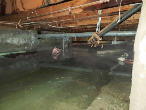 Best Water damage restoration near me  in Woodhaven, MI